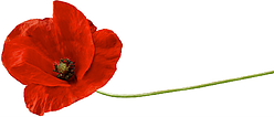 Coquelicot rouge